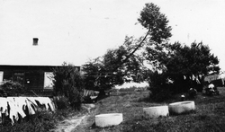 Lipa koło domu Adolfa Morawskiego częściowo spalona w dniu 13 VII 1943 r., 1968 r. [ze zbiorów IPN]
