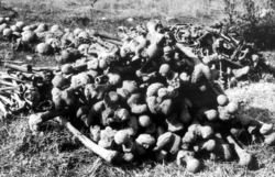Szczątki (kości długie) zamordowanych we wsi Wola Ostrowiecka złożone na stosie podczas ekshumacji w 1992 r. [ze zbiorów E.Siemaszko].